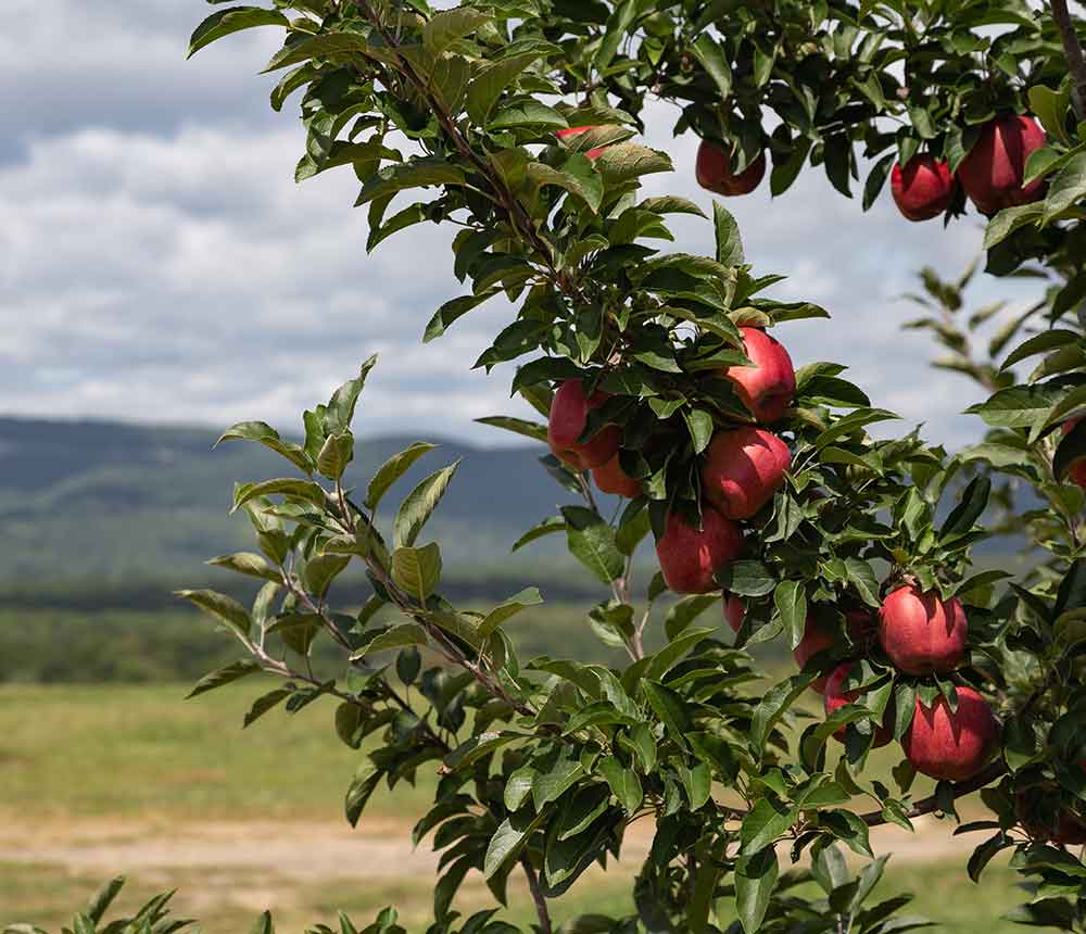 Hudson Valley Apples