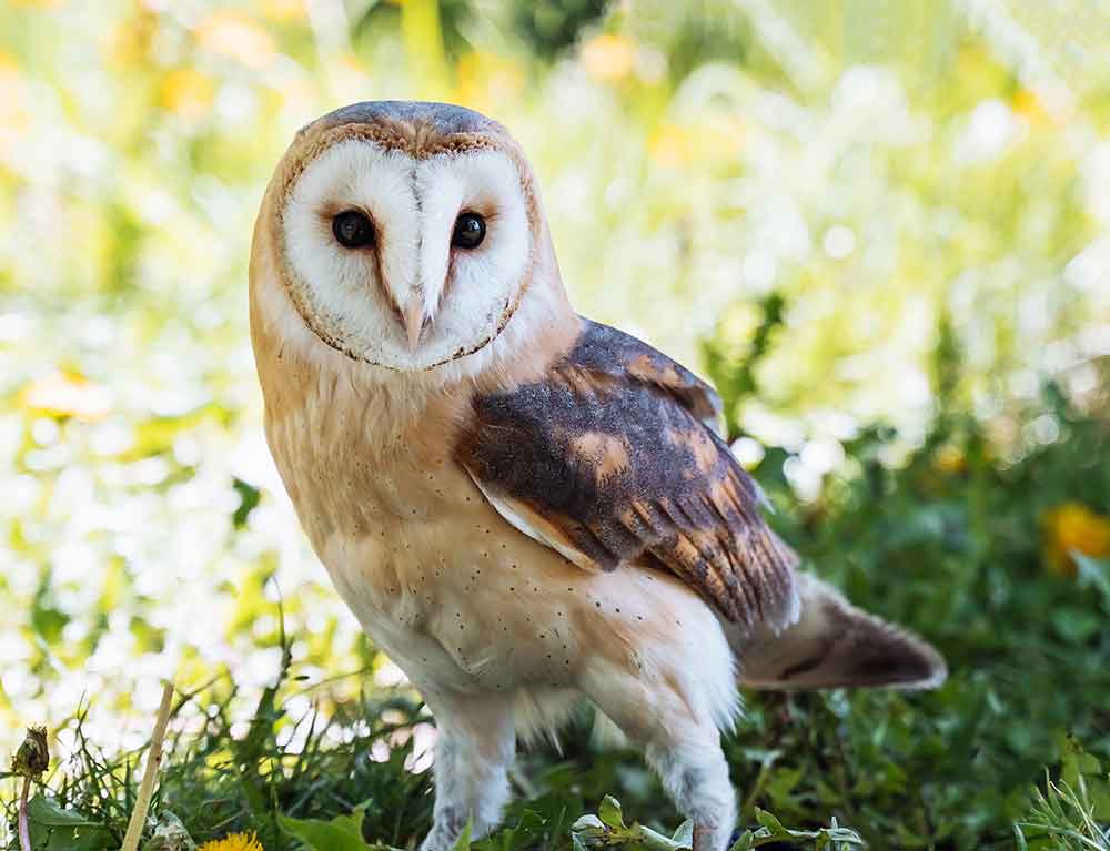 Owl